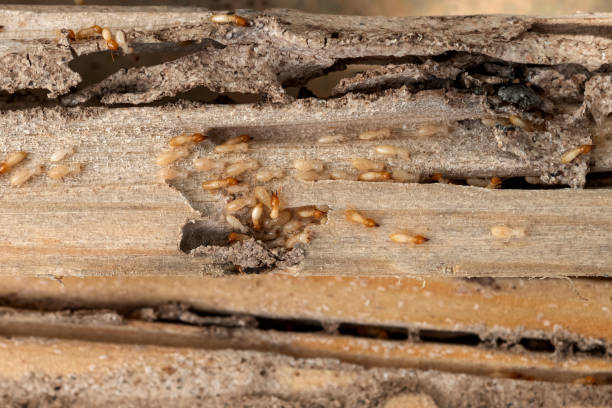 Best Pest Inspection Near Me  in Copperopolis, CA