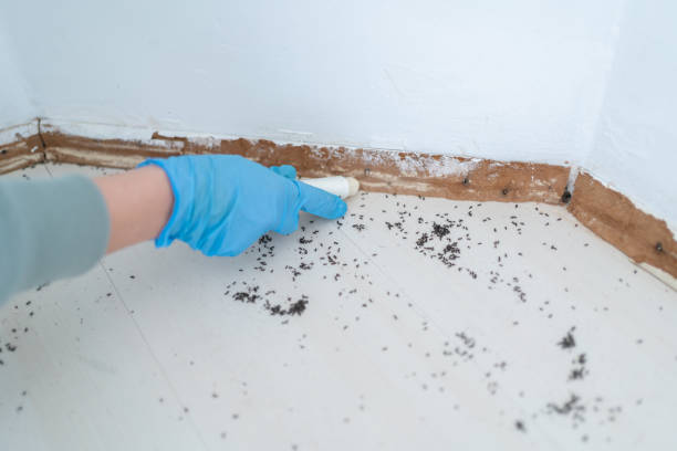 Best Exterminator Services  in Copperopolis, CA